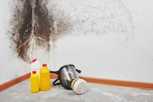 Best Kitchen Mold Remediation in Nellis Af, NV