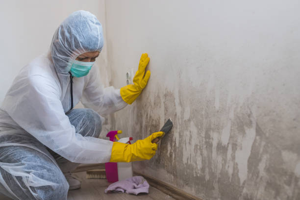 Best Localized Mold Remediation (e.g., coastal areas, humid climates) in Nellis Af, NV