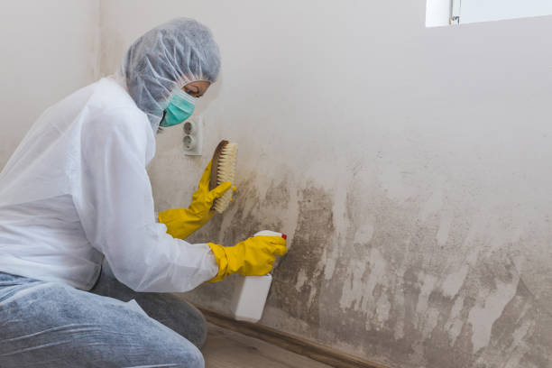 Best Basement Mold Remediation in Nellis Af, NV
