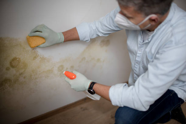 Best Mold Remediation for Schools in Nellis Af, NV