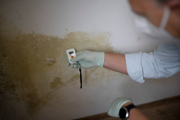 Best Insurance-Related Mold Remediation in Nellis Af, NV