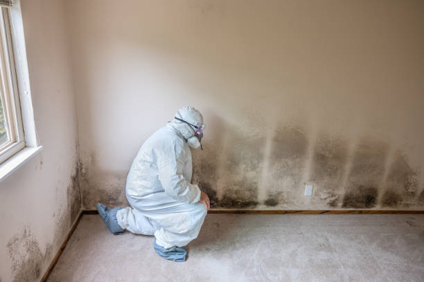 Reliable Nellis Af, NV Mold Remediation Solutions