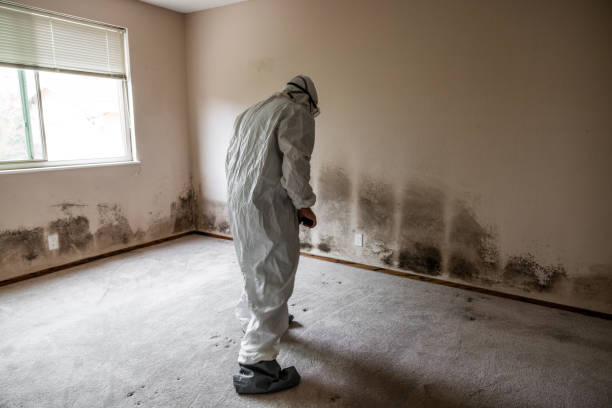 Best Residential Mold Remediation in Nellis Af, NV